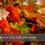Check out our fall photos